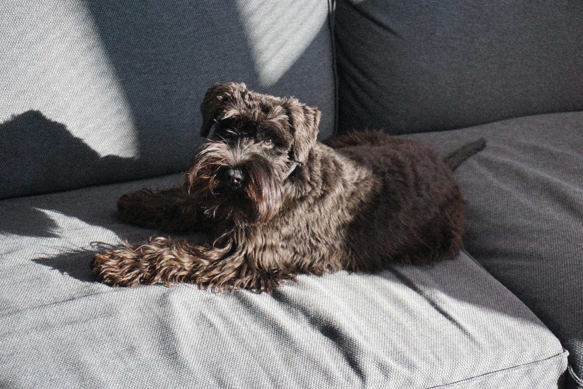 Small black dog on a couch looking cute.