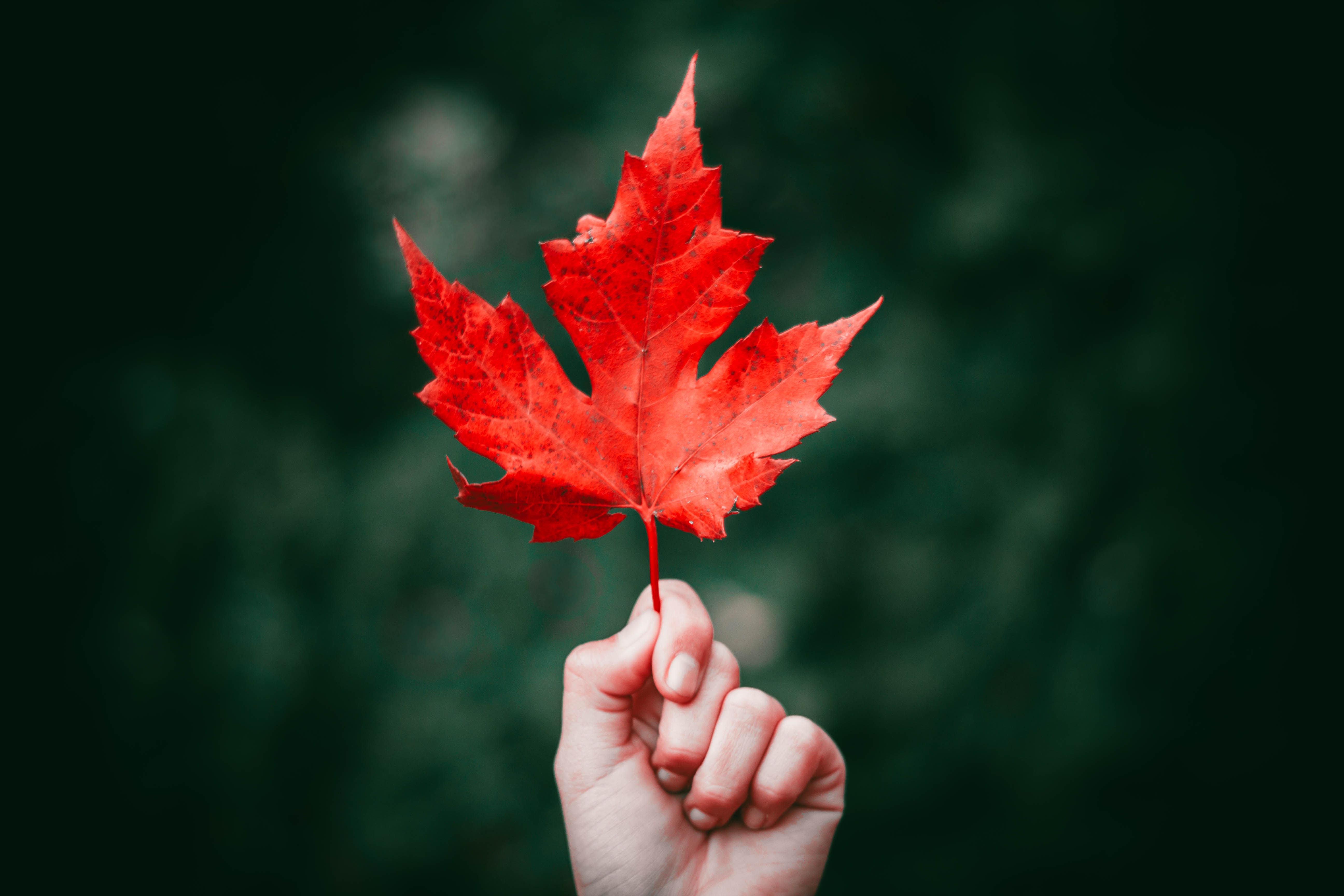 Hand holding a red maple leaf