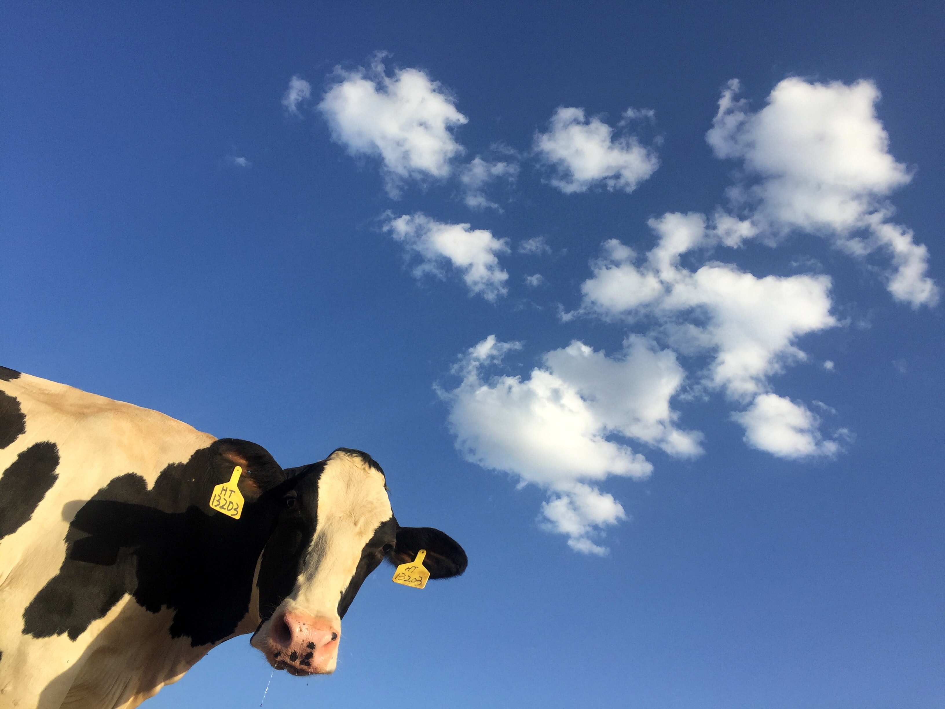 A very cute cow with a blue sky in the background